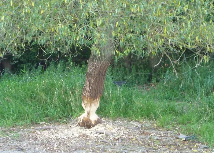 Ferienhas Diemelsee By Interhome